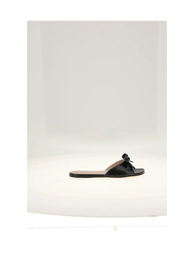sandal shoes